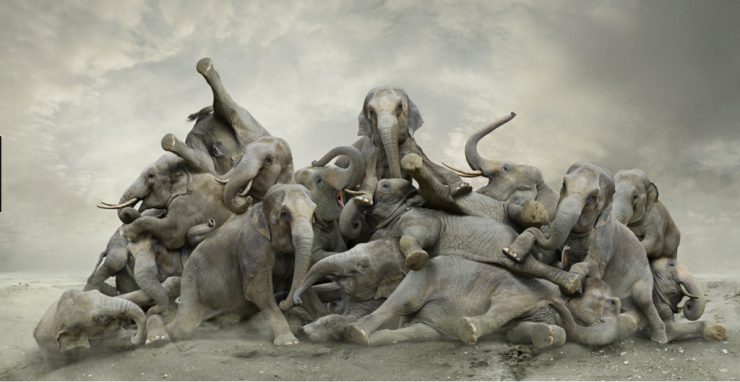 Koen-Demuynck-elefantes